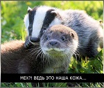 Рекламный проект «Животные – не одежда!» стартовал в Вологде!