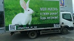 
Животные – не еда: Социальная реклама ко Дню Вега́на в России