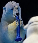 ВИТА направляет в Гепрокуратуру РФ обращение по ситуации с белыми медведями в России