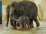 Студенты Донского университета обратились к ректору с просьбой спасти из цирка слоненка Эколь