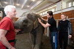 Владимира Путина попросили вмешаться в ситуацию со слонихой Эколь