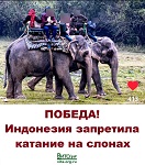 Победа! Индонезия запретила катания на слонах!