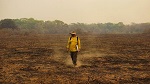 Пожары
в Бразилии уничтожили 17 млн животных