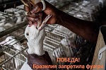 Бразилия запретила производство и продажу фуа-гра