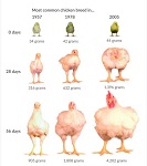 Куры-франкенштейны: крупнейшие сети быстрого питания продолжат плодить мутантов-инвалидов