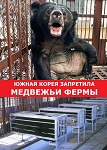 ПОБЕДА! С 1 января 2026 года Южная Корея запретила медвежьи фермы для производства желчи