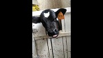 >Животные заживо гниют на молочной ферме - правоохранители жестокости пока не обнаружили. 10 отписок, присланных в ВИТУ