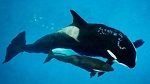 >Старейший туроператор «Томас Кук» прекращает туры в океанариум Sea World по причине соблюдения прав животных