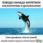 >Мировые специалисты по морским млекопитающим потребовали выпустить животных из китовой тюрьмы 