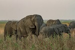 Слоны теряют бивни под прессингом охотников