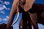 Слоны теряют бивни под прессингом охотников