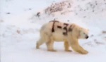 "Убийство с "уважением" не поможет белым медведям пережить глобальное потепление"