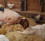 
��� �������� � ������ ������: �������������� ������ �������� ��� / �����