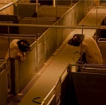 
������ �������� �� ��������?�: � ������ (������) �������� �������� ����������� ���������� �� ����� ��������