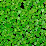 
��� 9 ����������� �����������: �����, ��������� �� ���� �����������, ������� ��... �����