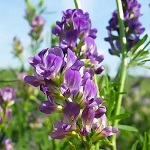 Альтернатива яйцам и молочным продуктам из... люцерны!