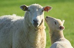 >Запрет на экспорт живых животных для убоя готовят в Великобритании
