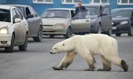 >"Спасение" белой медведицы в Норильске - комментарий специалиста | ВИДЕО ДНЯ