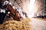 Фермеры Шотландии готовы отказаться от животноводства ради окружающей среды