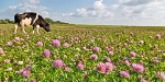 Коровы подсказали идею для производства белка из пастбищной травы