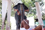 Церемония без жестокости: в индийском храме живого слона заменили «реалистичной механической» альтернативой