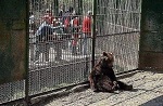 Зоопарк – торговля наслаждением от чужих страданий